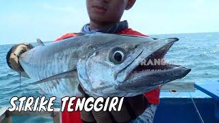 Battle Fishing Tenggiri di Perairan Indramayu | MANCING MANIA STRIKE BACK(08/03/25) Part 1