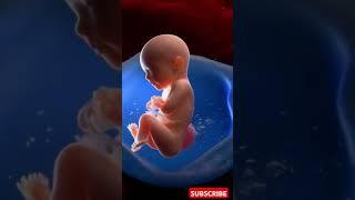 How FETUSES Evolve Inside the Womb