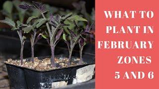 What Seedlings Can you plant in February Zones 5 and 6