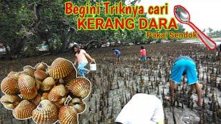 CARA MENCARI KERANG DARA SAAT AIR LAUT SURUT