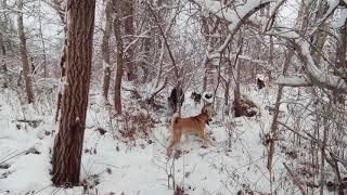 Охота с лайкой на кабана. Дон.