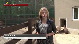 Baby Capybaras Revealed in Kharkiv Zoo