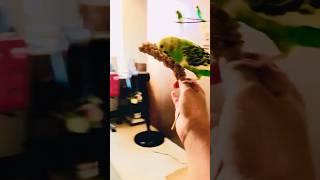 Cookie getting trained  #birds #budgielove #babyanimals #parrot #babybirds #viralvideo #pets