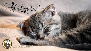 Cat Music - Relaxing Harp Music & Cat Purring Sounds / Stress Relief,  Anxiety Relief