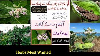 Benefits of aak plant || Aak flower health benefits || Aak leaves  benefits