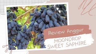 Review Anggur Moondrop Tanpa Biji