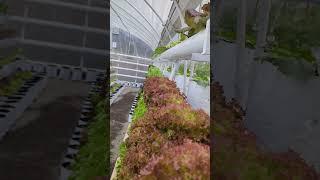 Salanova Crispy Hydroponic Lettuce | Smart Agri