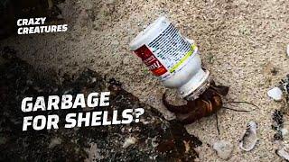 Hermit Crabs Are Replacing Their Shells With Garbage