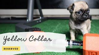 Pug Puppies For Sale Houston | Royal Paw Pups