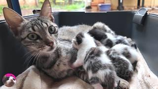 Mama cat talking and giving great love her meowing newborn baby kittens while I clean thier house