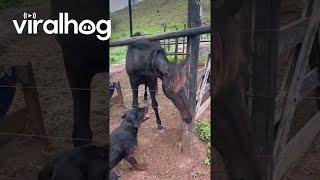Dog and Horse Play Together || ViralHog