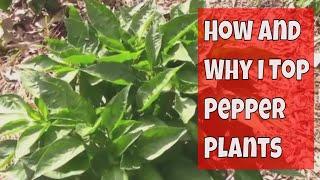 Topping Pepper Plants - A Look at How and Why I Prune Pepper Plants.