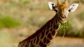 Why Do Giraffes Have Patches?