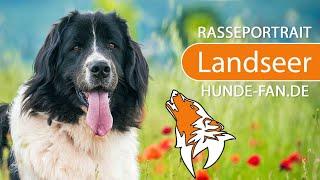 ► Landseer [2021] History, Appearance, Temperament, Training, Exercise, Care & Health