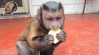 Monkey LOVES Olive Oil Chips!