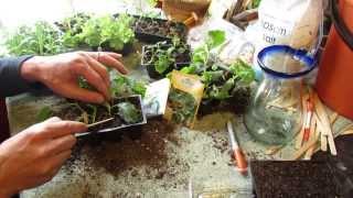 How and When to Seed Start Kale & Collard Greens Indoors: Cool Weather - The Rusted Garden 2014