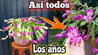  GUIA completa de los CUIDADOS del Cactus de NAVIDAD (Santa Teresita o schlumbergera Del bosque)