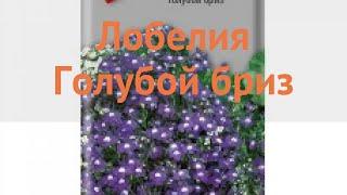 Лобелия обыкновенная Голубой бриз (goluboy-briz)  обзор: как сажать, семена лобелии Голубой бриз