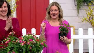 Cottage Farms 3-Piece Bloomify Pink Lantana Live Plants on QVC