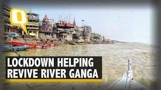 Amid COVID-19 Lockdown, Health of River Ganga Improves | The Quint