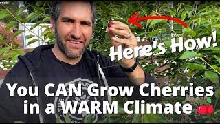 How We're Growing TONS of Cherries in SOUTHERN CALIFORNIA! | Planting Low Chill Cherry Trees