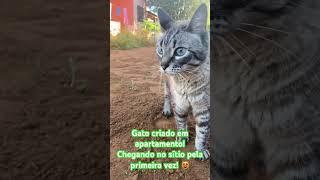 Gato de apartamento vendo a natureza pela primeira vez!