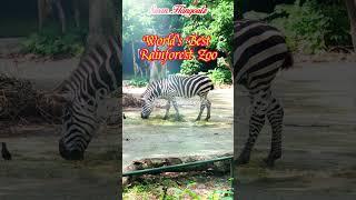 Ultimate Singapore Zoo Wildlife Encounters Highlights At World Best Rainforest Zoo