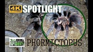 4K SPOTLIGHT ONE - Phormictopus Species