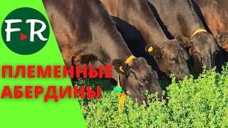 Абердин-Ангус, племенные коровы и тёлки в племхозяйстве Пионер. Блэк ангус на пастбище.