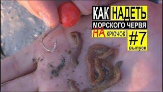 Как одевать морского червя на крючок для ловли пеленгаса. Выпуск #7