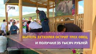 Житель Зуткулея остриг трех овец и получил 35 тысяч рублей