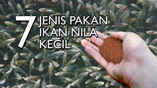 MEMILIH PAKAN UNTUK IKAN NILA KECIL YANG TEPAT AGAR TUMBUH LEBIH CEPAT