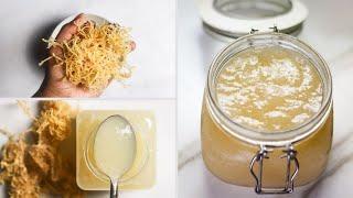 Prepare SEA MOSS GEL 2 Different Ways! | Genus Gracilaria