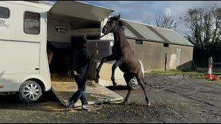 This Visit didn't go as Planned! Horse flips over backwards!