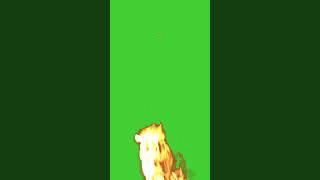 Real Fire on Green Screen Background | HD | FREE DOWNLOAD