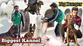 German Shepherd Dog | Cane Corso Dog | Dog Kannel in Pakistan | Dogs Ki Mandi | MMB pet lover