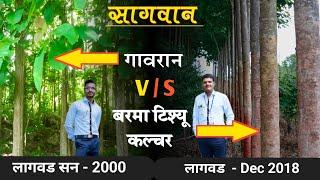 सागवान झाड लागवड महिती, Teak Tree information, Sagvan zadavishyi mahiti, sagvan lagvad marathi
