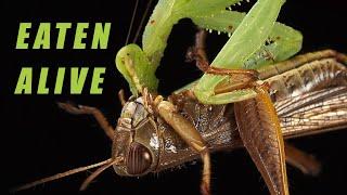 Close-up of a Praying Mantis Hunting and Eating a Grasshopper