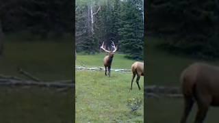 Bull Elk Posturing #ElkRut #Elk #BullElk #Shorts #YouTubeShorts