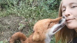 Foxes are happy to see a human