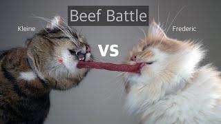 Cat ASMR RAW Beef Battle