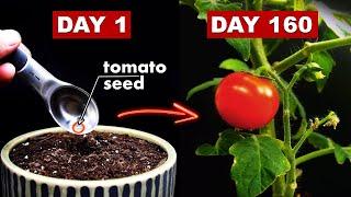 Growing TOMATOES  From Seed - 160 Days Time Lapse