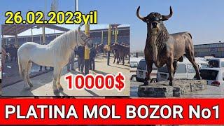 PLATINA OT BOZOR. Toshkent viloyati Bo'stonliq tumani Otlar biyalar toylar narxlari tanishing 10000$