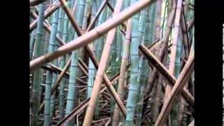 Large Bamboo Invasion on Water St in Yorktown Virginia