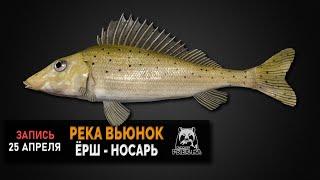 Русская Рыбалка 4 — Ёрш-носарь на реке Вьюнок