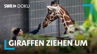 Kopf einziehen! - Karlsruher Giraffen ziehen um | Werktagshelden | SWR Doku