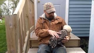 Feather Trimming Polish Chickens