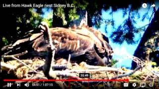 7/6/17  Eaglets and Hawk from Sasse Photo very rare to see hawk fight to keep it's food from