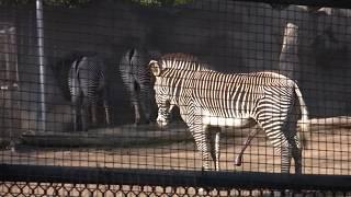 Zebra Penis - Harem and Reproduction Conservation San Diego Zoo Southern California United States US