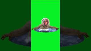 monkey bathing green screen animation